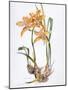 Orchid Cymbidium Pearlite, C.1980-Brenda Moore-Mounted Giclee Print