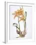 Orchid Cymbidium Pearlite, C.1980-Brenda Moore-Framed Giclee Print