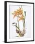 Orchid Cymbidium Pearlite, C.1980-Brenda Moore-Framed Giclee Print