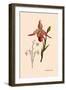 Orchid: Cypripedium Calurum-William Forsell Kirby-Framed Art Print