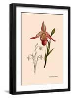 Orchid: Cypripedium Calurum-William Forsell Kirby-Framed Art Print