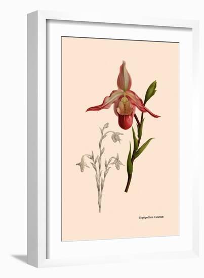 Orchid: Cypripedium Calurum-William Forsell Kirby-Framed Art Print