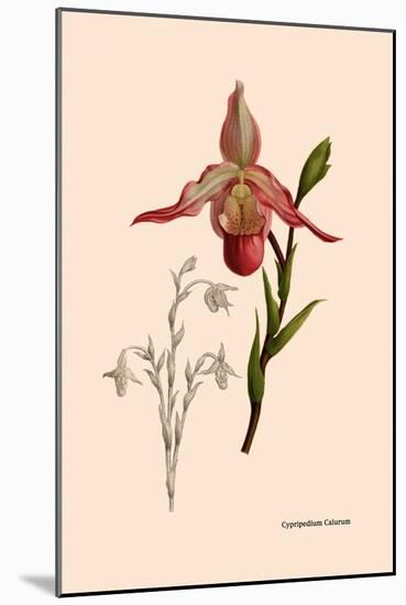 Orchid: Cypripedium Calurum-William Forsell Kirby-Mounted Art Print