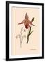 Orchid: Cypripedium Calurum-William Forsell Kirby-Framed Art Print