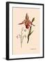 Orchid: Cypripedium Calurum-William Forsell Kirby-Framed Art Print