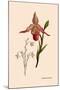 Orchid: Cypripedium Calurum-William Forsell Kirby-Mounted Art Print