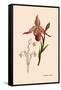 Orchid: Cypripedium Calurum-William Forsell Kirby-Framed Stretched Canvas