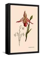 Orchid: Cypripedium Calurum-William Forsell Kirby-Framed Stretched Canvas