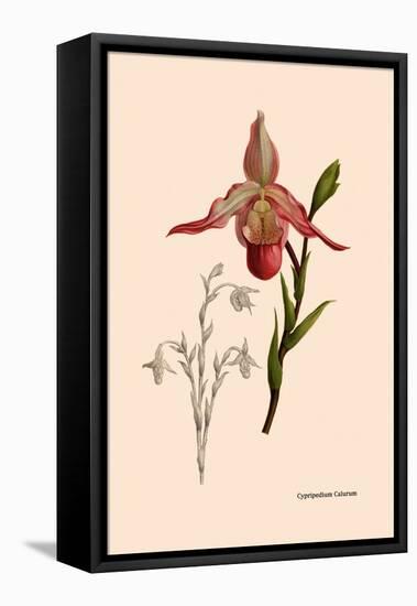 Orchid: Cypripedium Calurum-William Forsell Kirby-Framed Stretched Canvas