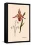 Orchid: Cypripedium Calurum-William Forsell Kirby-Framed Stretched Canvas