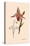 Orchid: Cypripedium Calurum-William Forsell Kirby-Stretched Canvas