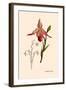 Orchid: Cypripedium Calurum-William Forsell Kirby-Framed Art Print