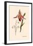 Orchid: Cypripedium Calurum-William Forsell Kirby-Framed Art Print