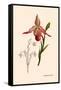 Orchid: Cypripedium Calurum-William Forsell Kirby-Framed Stretched Canvas