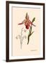 Orchid: Cypripedium Calurum-William Forsell Kirby-Framed Art Print