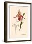 Orchid: Cypripedium Calurum-William Forsell Kirby-Framed Art Print