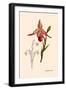Orchid: Cypripedium Calurum-William Forsell Kirby-Framed Art Print