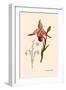 Orchid: Cypripedium Calurum-William Forsell Kirby-Framed Art Print