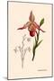 Orchid: Cypripedium Calurum-William Forsell Kirby-Mounted Art Print