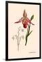 Orchid: Cypripedium Calurum-William Forsell Kirby-Framed Art Print