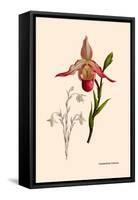 Orchid: Cypripedium Calurum-William Forsell Kirby-Framed Stretched Canvas