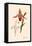 Orchid: Cypripedium Calurum-William Forsell Kirby-Framed Stretched Canvas