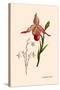 Orchid: Cypripedium Calurum-William Forsell Kirby-Stretched Canvas