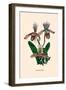 Orchid: Cypripedium Hybrides-null-Framed Art Print