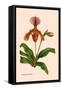 Orchid: Cypripedium Lathianum-William Forsell Kirby-Framed Stretched Canvas