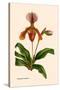 Orchid: Cypripedium Lathianum-William Forsell Kirby-Stretched Canvas