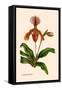 Orchid: Cypripedium Lathianum-William Forsell Kirby-Framed Stretched Canvas