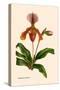 Orchid: Cypripedium Lathianum-William Forsell Kirby-Stretched Canvas