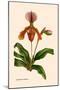 Orchid: Cypripedium Lathianum-William Forsell Kirby-Mounted Art Print