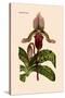 Orchid: Cypripedium Lucie-William Forsell Kirby-Stretched Canvas