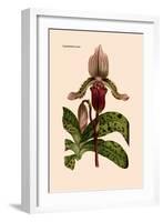 Orchid: Cypripedium Lucie-William Forsell Kirby-Framed Art Print