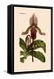 Orchid: Cypripedium Lucie-William Forsell Kirby-Framed Stretched Canvas