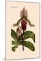 Orchid: Cypripedium Lucie-William Forsell Kirby-Mounted Art Print