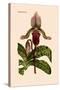 Orchid: Cypripedium Lucie-William Forsell Kirby-Stretched Canvas