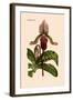 Orchid: Cypripedium Lucie-William Forsell Kirby-Framed Art Print