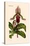 Orchid: Cypripedium Lucie-William Forsell Kirby-Stretched Canvas