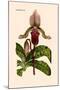 Orchid: Cypripedium Lucie-William Forsell Kirby-Mounted Art Print
