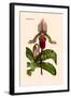 Orchid: Cypripedium Lucie-William Forsell Kirby-Framed Art Print