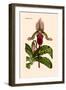 Orchid: Cypripedium Lucie-William Forsell Kirby-Framed Art Print