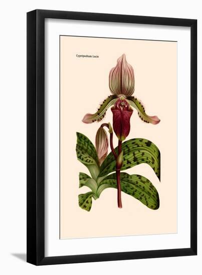 Orchid: Cypripedium Lucie-William Forsell Kirby-Framed Art Print