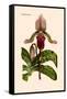 Orchid: Cypripedium Lucie-William Forsell Kirby-Framed Stretched Canvas