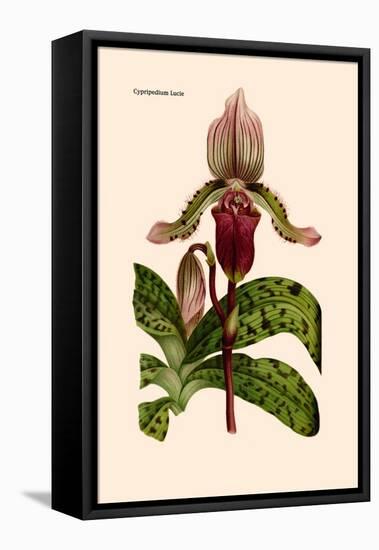 Orchid: Cypripedium Lucie-William Forsell Kirby-Framed Stretched Canvas