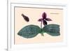 Orchid: Cypripedium Margaritaceum-null-Framed Art Print