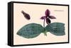 Orchid: Cypripedium Margaritaceum-null-Framed Stretched Canvas