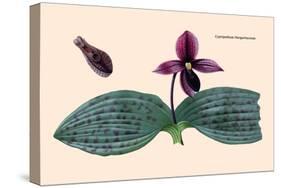 Orchid: Cypripedium Margaritaceum-null-Stretched Canvas