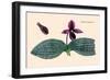 Orchid: Cypripedium Margaritaceum-null-Framed Art Print